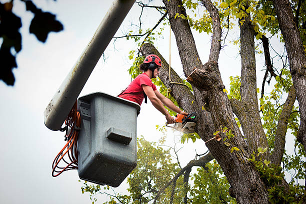 Best Commercial Tree Services  in Highpoint, OH